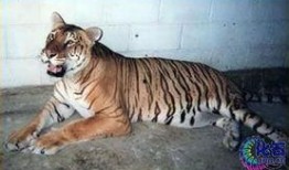 虎狮虎兽最新爆料,神秘生物之谜揭开面纱